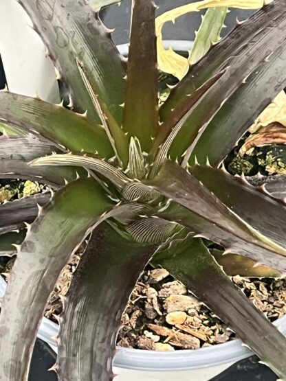 Dyckia fosteriana 'Grape Jelly'