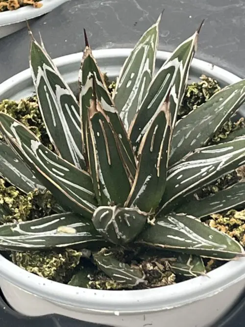 Agave victoriae-reginae ‘Porcupine’