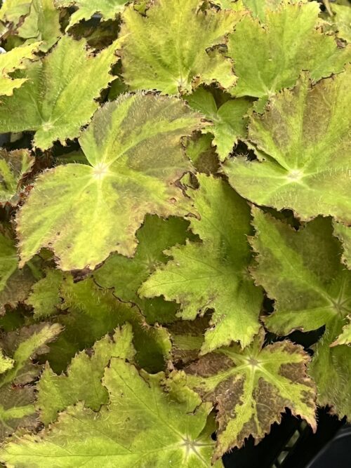 Begonia, Nebula Zeta