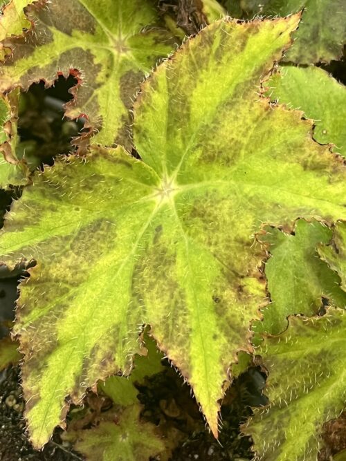 Begonia, Nebula Zeta