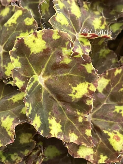 Begonia, Tiger Kitten