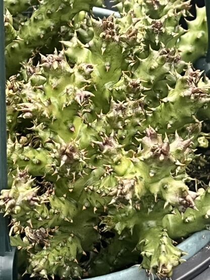 Edithcolea grandis 'Persian Carpet Flower'