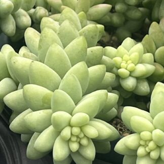 Sedum morganianum 'Buritto'