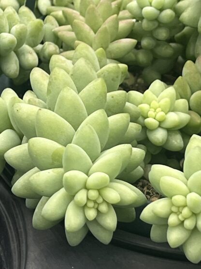 Sedum morganianum 'Buritto'