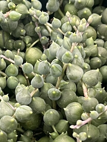 Senecio rowleyanus 'String of Pearls'