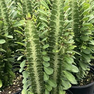 Euphorbia trigona 'African Milk Tree'