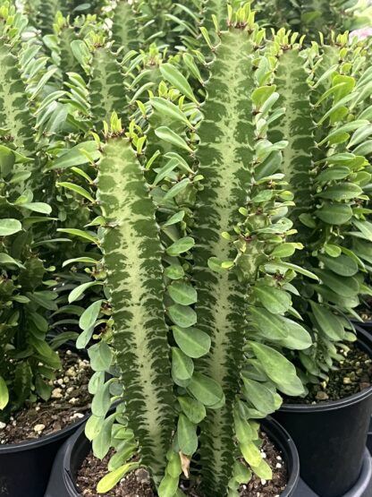 Euphorbia trigona 'African Milk Tree'