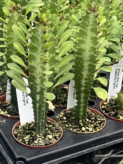 Euphorbia trigona 'African Milk Tree'