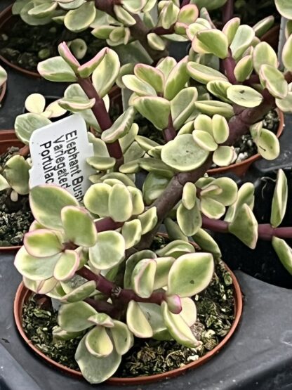 Portulacaria afra variegata 'Variegated Elephant Bush'