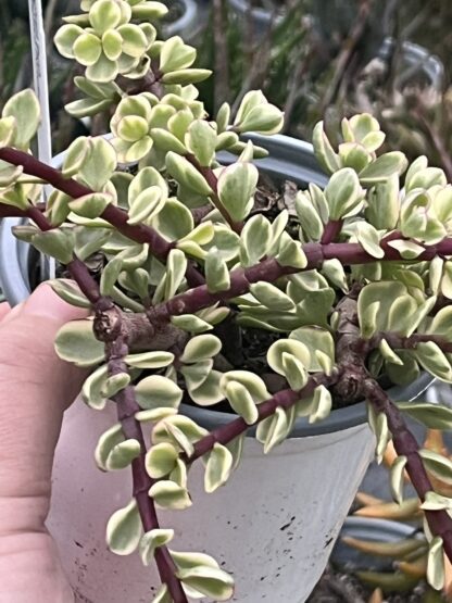 Portulacaria afra variegata 'Variegated Elephant Bush'