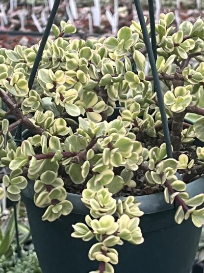 Portulacaria afra variegata 'Variegated Elephant Bush'