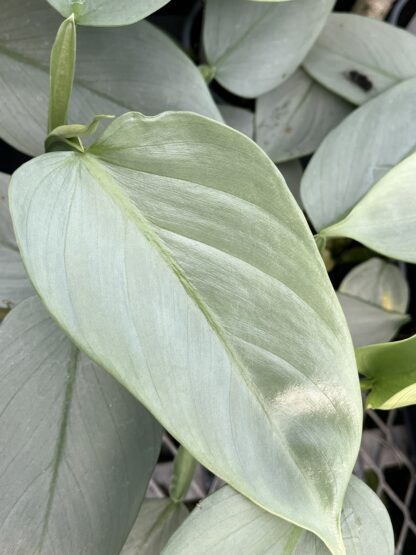 Philodendron hastatum 'Silver Sword' - Image 3