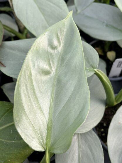 Philodendron hastatum 'Silver Sword' - Image 4