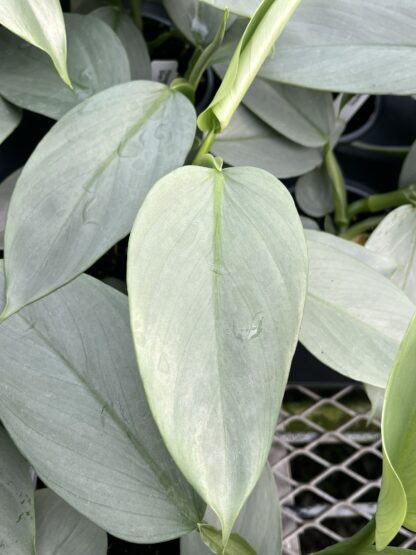 Philodendron hastatum 'Silver Sword' - Image 5