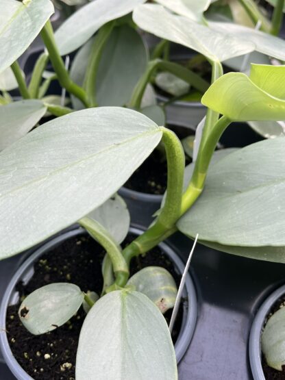 Philodendron hastatum 'Silver Sword' - Image 6