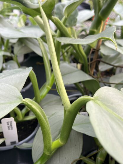 Philodendron hastatum 'Silver Sword' - Image 7