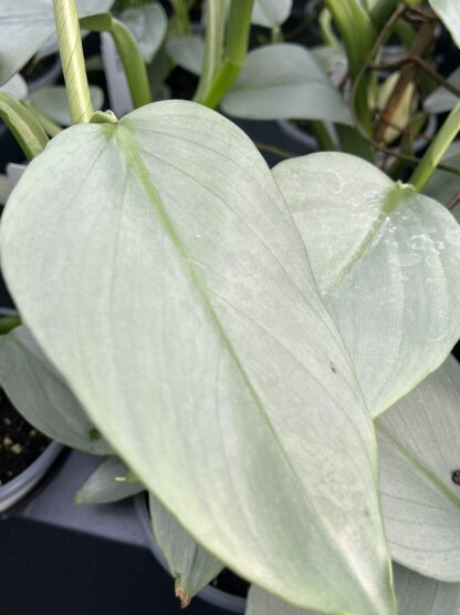 Philodendron hastatum 'Silver Sword' - Image 8