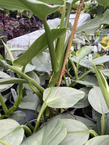 Philodendron hastatum 'Silver Sword' - Image 9