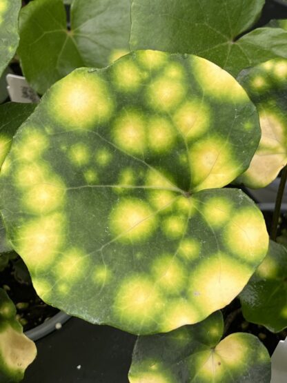 Farfugium japonicum ‘Firefly’ - Image 4
