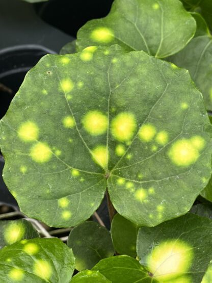 Farfugium japonicum ‘Firefly’ - Image 5