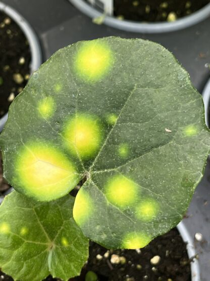 Farfugium japonicum ‘Firefly’ - Image 6