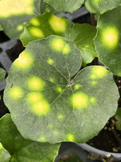 Farfugium japonicum ‘Firefly’ - Image 7
