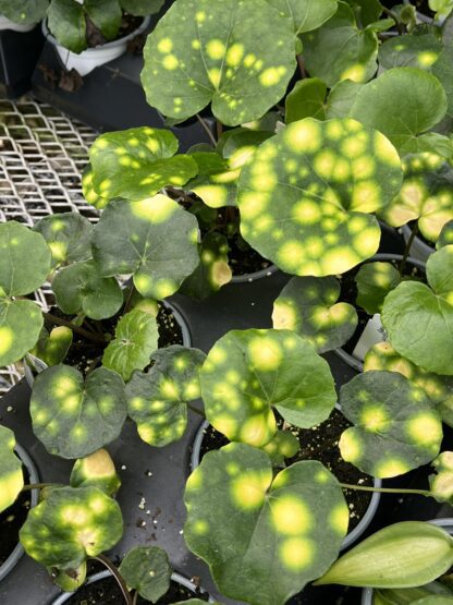 Farfugium japonicum ‘Firefly’ - Image 8
