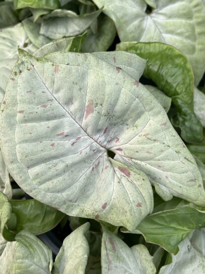 Syngonium podophyllum 'Milk Confetti' - Image 3