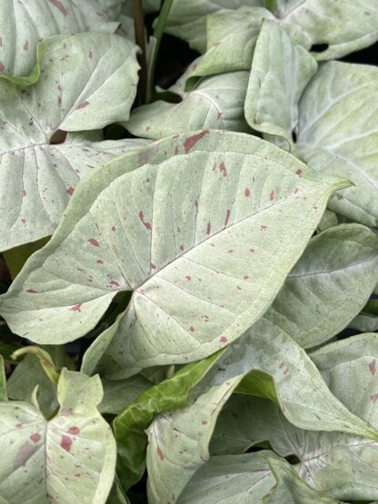 Syngonium podophyllum 'Milk Confetti' - Image 4