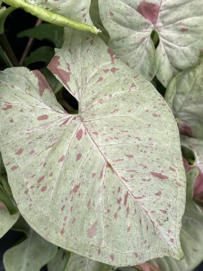 Syngonium podophyllum 'Milk Confetti' - Image 5