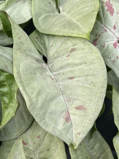 Syngonium podophyllum 'Milk Confetti' - Image 6